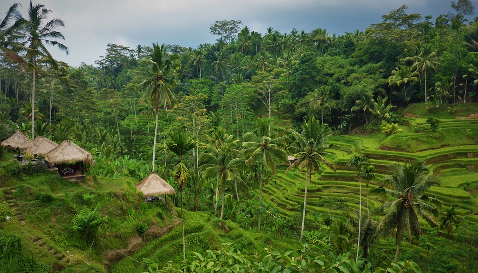 Bali rice paddy