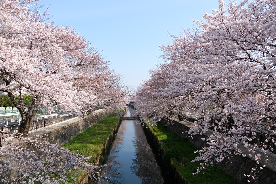 japan cherry blossoms