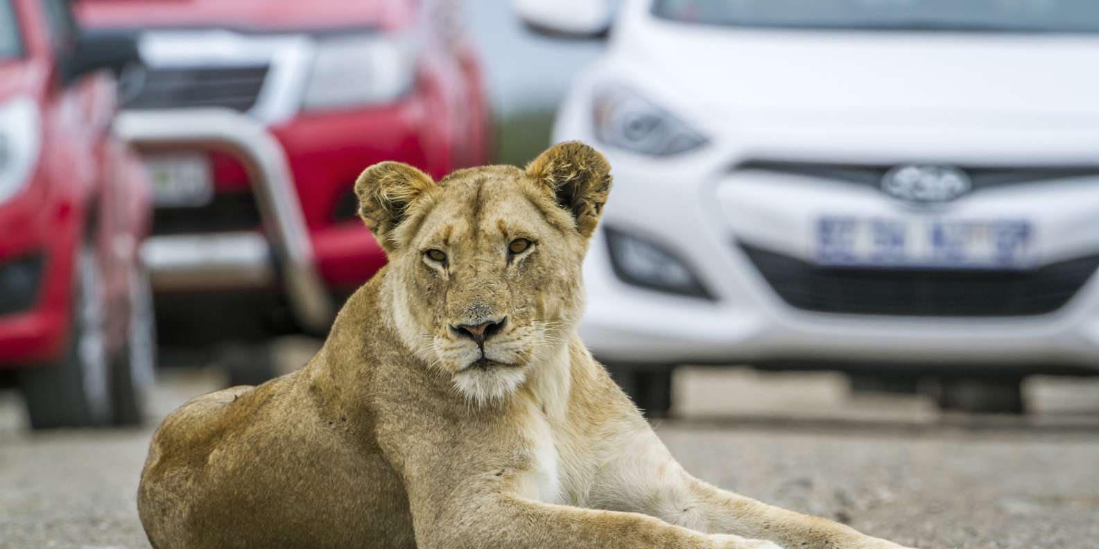 Lion Safari Park Hartbeespoort Gauteng Self Drive Tour