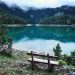 Montenegro Forest
