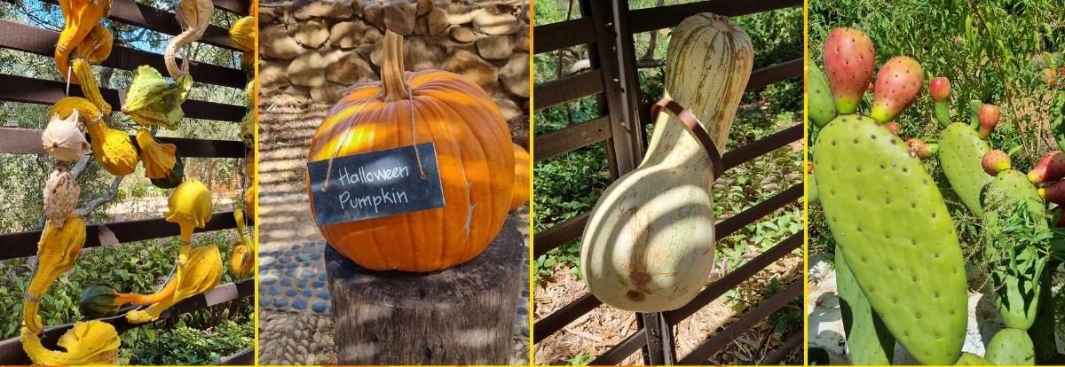 Pumpkins and Prickly pears at Babylonstoren Western Cape South Africa