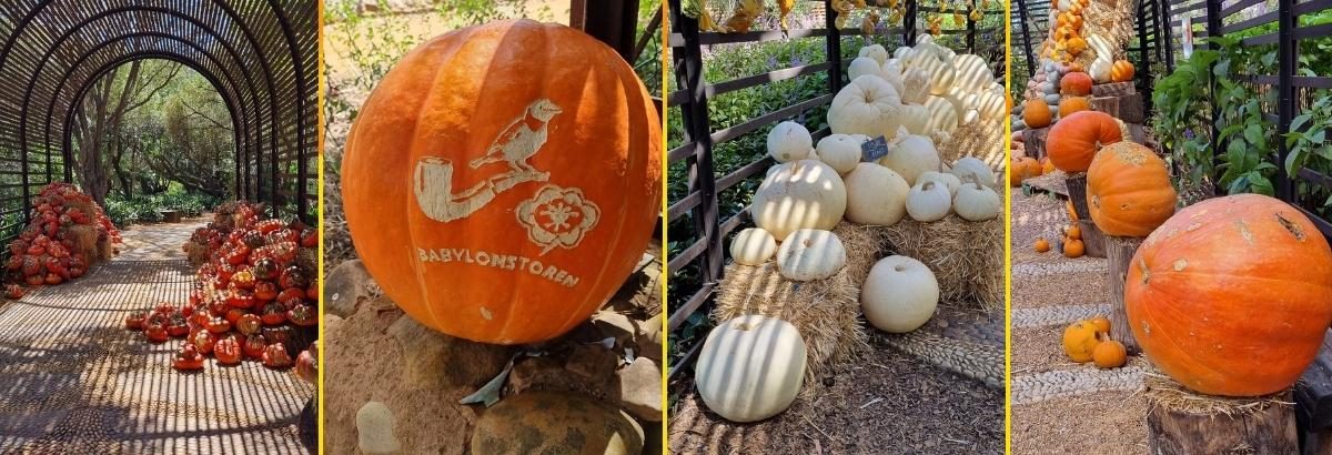 Pumpkins in early autumn at Babylonstoren Things to do in Cape Town