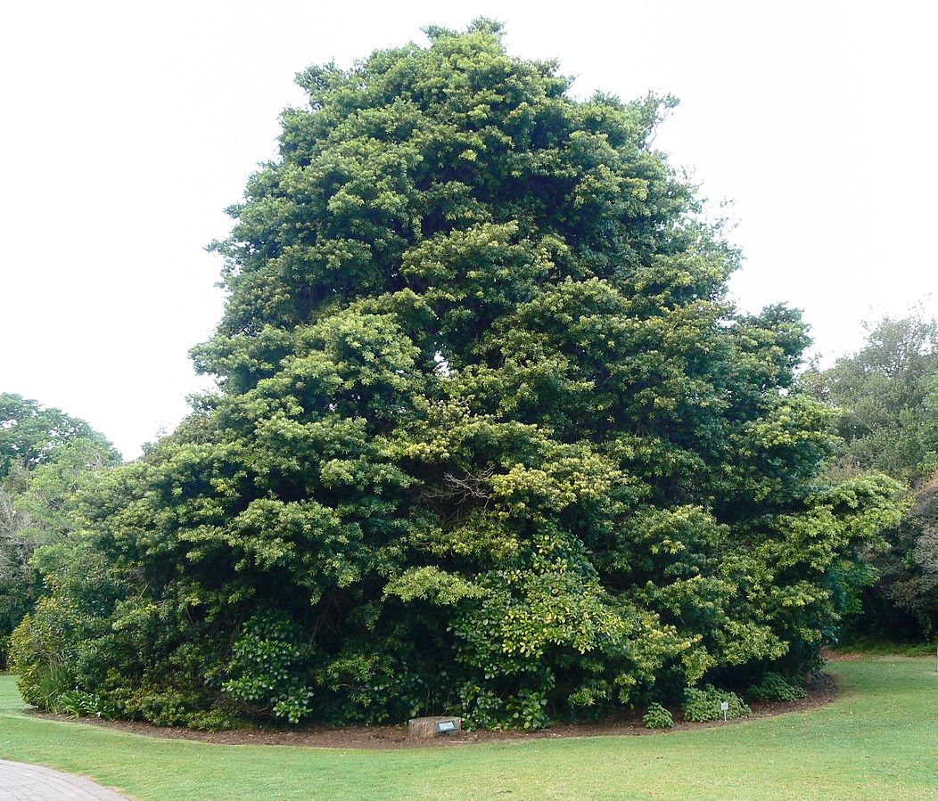 A mature Yellowwood tree