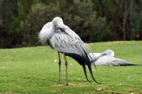 Blue Crane Bird South Africa national bird