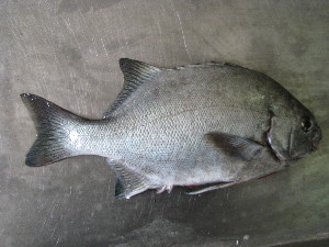 Galjoen South Africas national fish