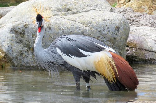 Grey Crowned Crane Uganda National Bird Crane, , birdwatching in Chrissiesmeer
