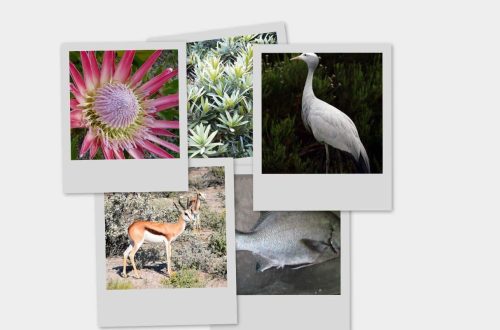 South Africa Collage 5 National Symbols