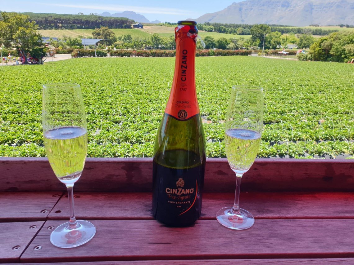 Strawberry Picking in the Western Cape South Africa
