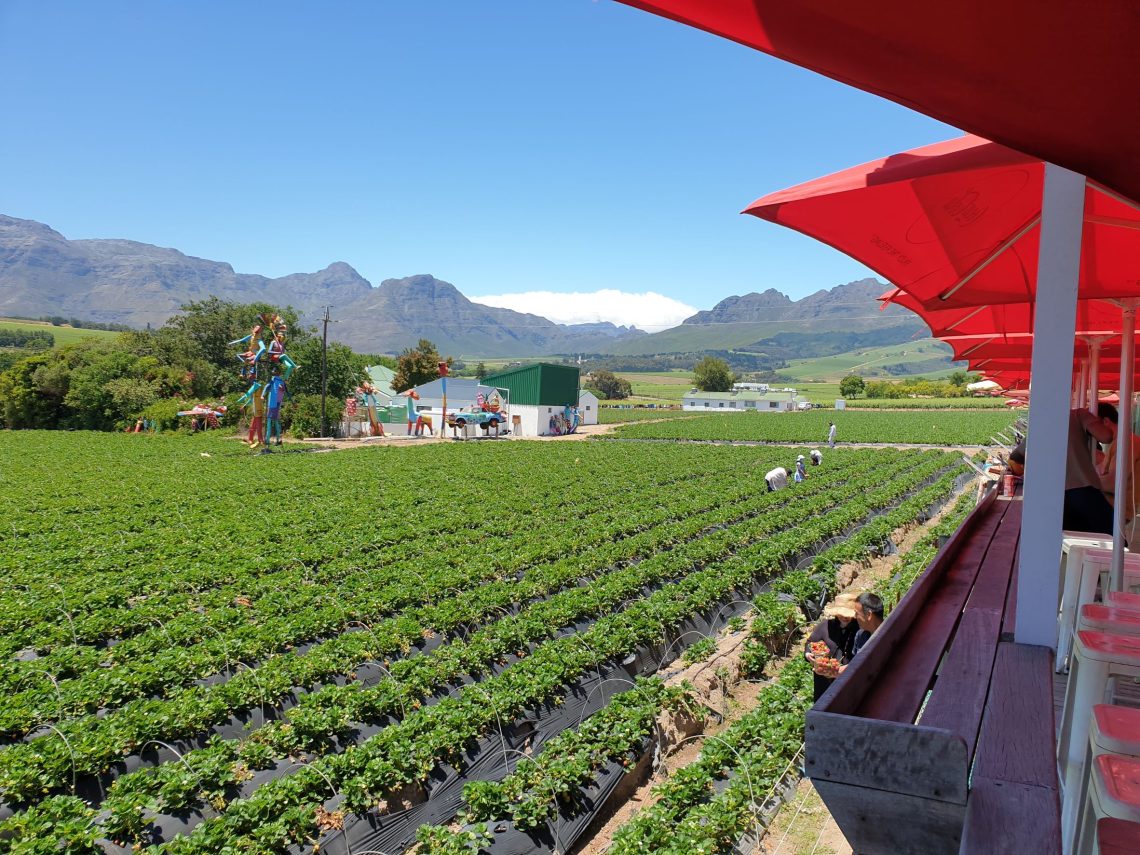Best strawberry picking farm in the Cape South Africa