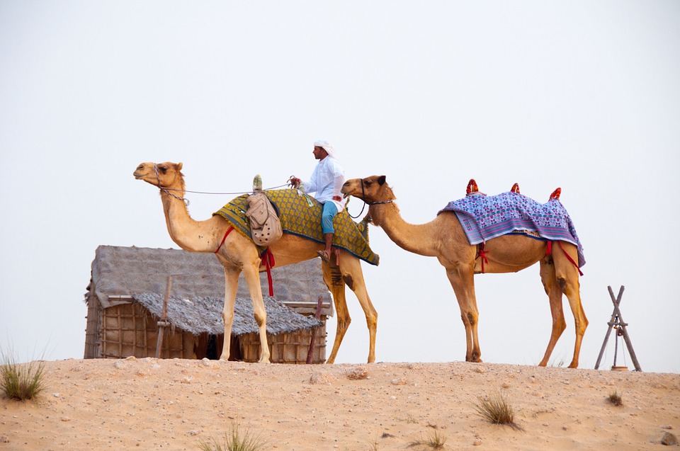 Dubai Camels Desert