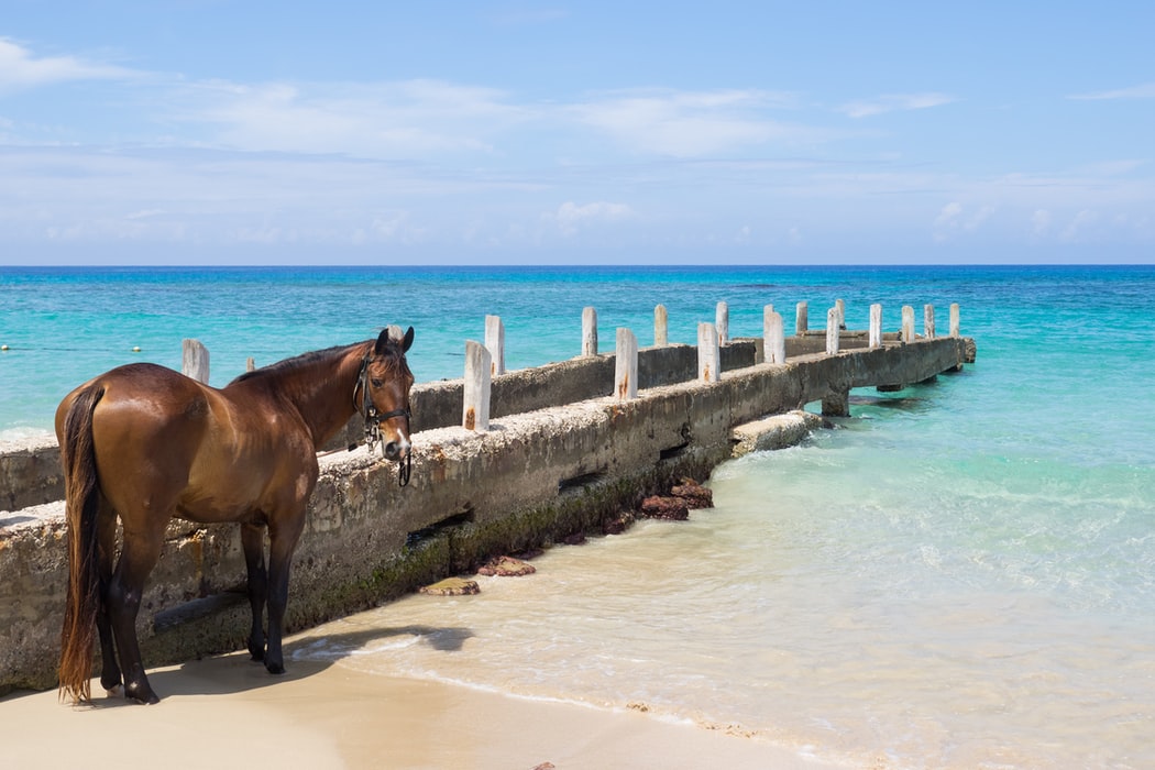 Horse Riding Jamaica