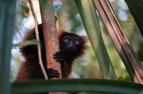 Lemur Zoo Masoala Rainforest Madagascar Tropical