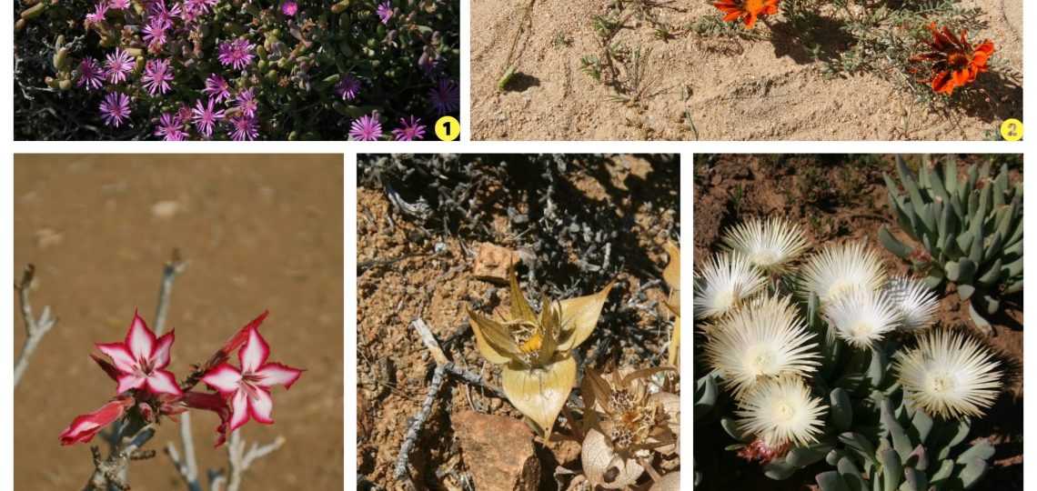 Richtersveld plants, South Africa, tour Richtersveld with Rey Janse van Rensburg, Adventure, South Africa, Namaqualand min