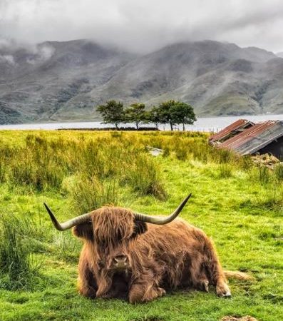 Scotland cows