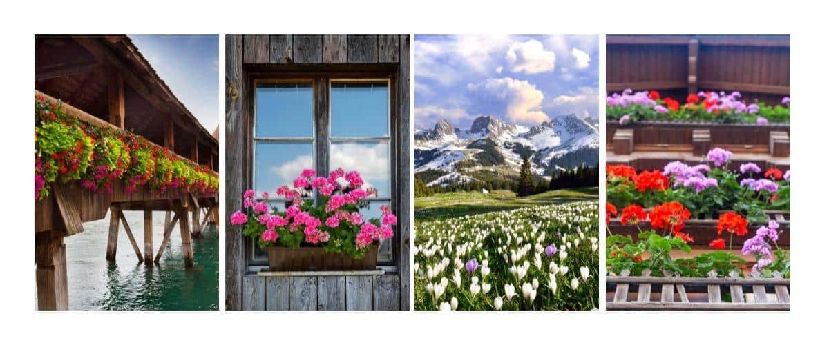 Most beautiful flowers in the world Switzerland