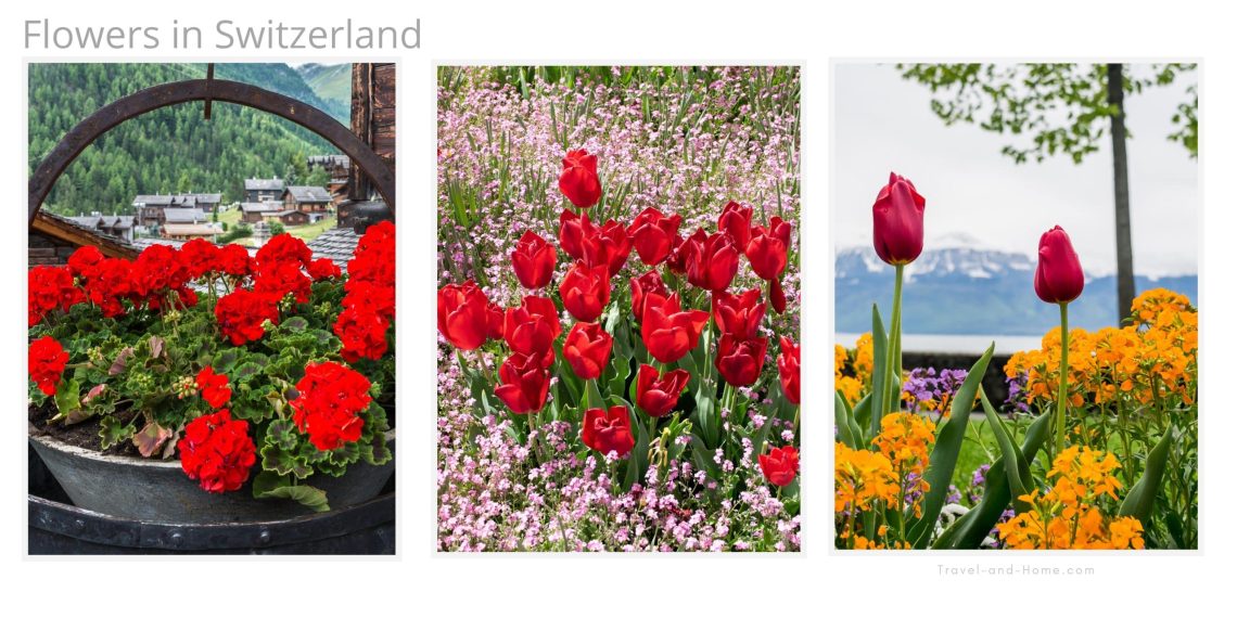 Spectacular Flowers in Switzerland Places to visit Things to do