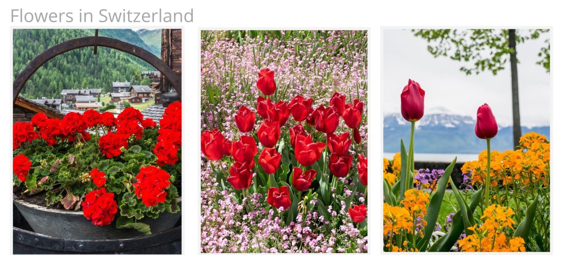 Spectacular Flowers in Switzerland Places to visit Things to do