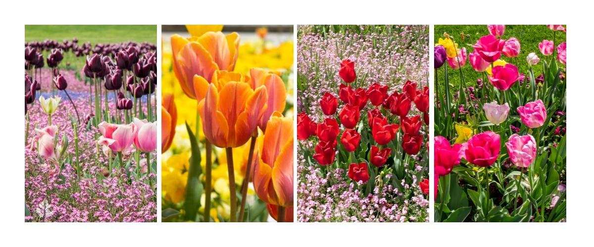 Tulilps in Beautiful Switzerland Flowers in Spring