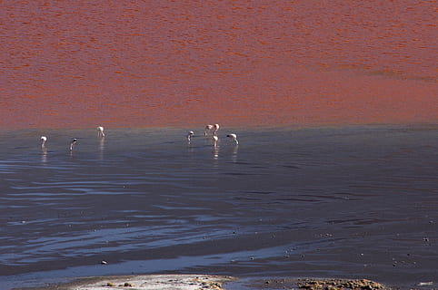 bolivia laguna colorada james flamingo