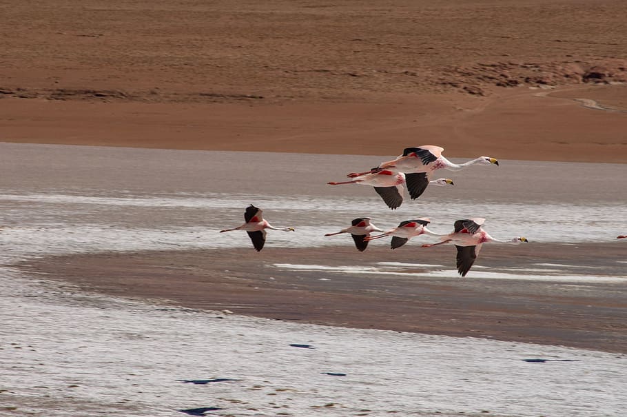 james flamingo species