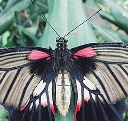 karlovy vary butterfly