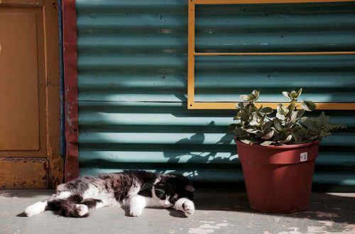 buenos aires la boca caminito-style building exterior architecture TravelAndHome sleeping cat