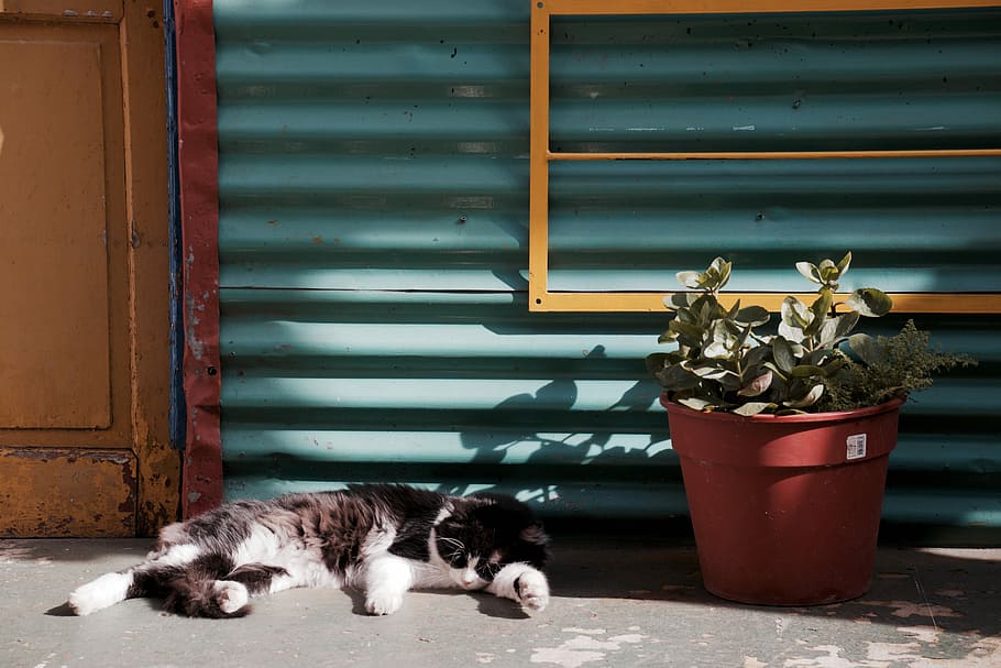 buenos aires la boca caminito-style building exterior architecture TravelAndHome sleeping cat