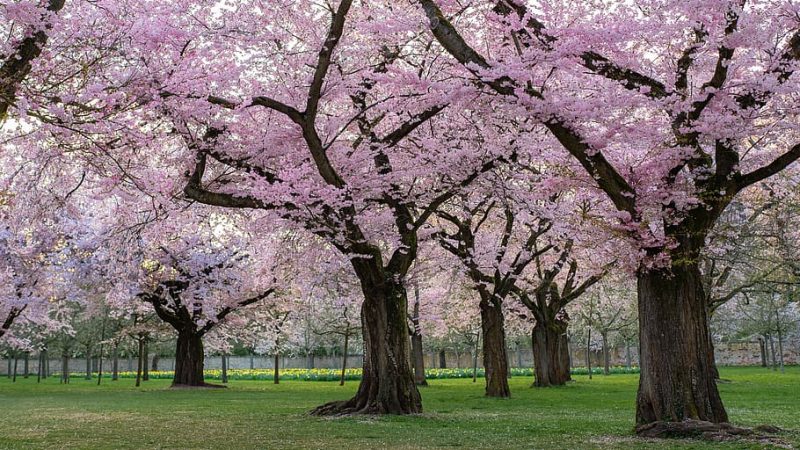 trees ornamental cherry cherry blossom TravelAndHome, travel to europe