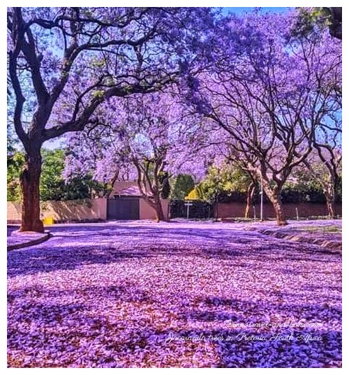 Jacaranda trees in Pretoria South Africa travel and home