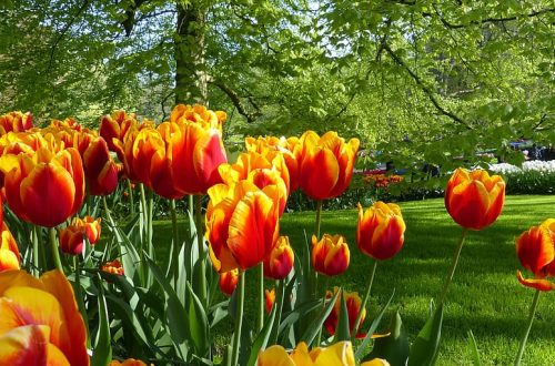 Keukenhof tulips Amsterdam