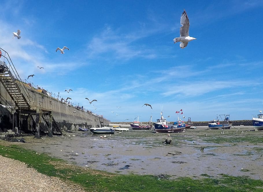 united kingdom folkestone harbour seagulls fishing boats travelandhome