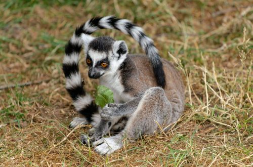 Serengeti wildlife tanzania africa travelandhome