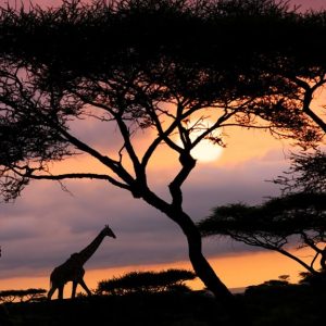 travelandhome Giraffes wildlife African safari sunset Serengeti National Park Tanzania