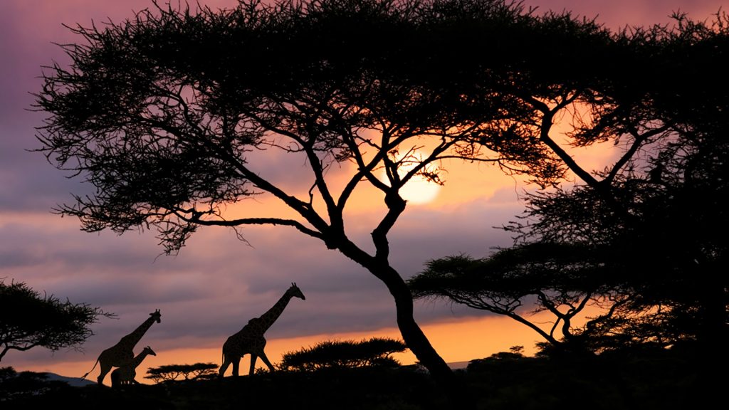 travelandhome Giraffes wildlife African safari sunset Serengeti National Park Tanzania