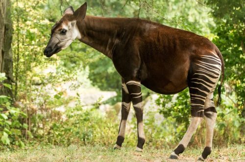 travelandhome wildlife Okapi Okapia johnstoni forest or Congolese giraffe Congo
