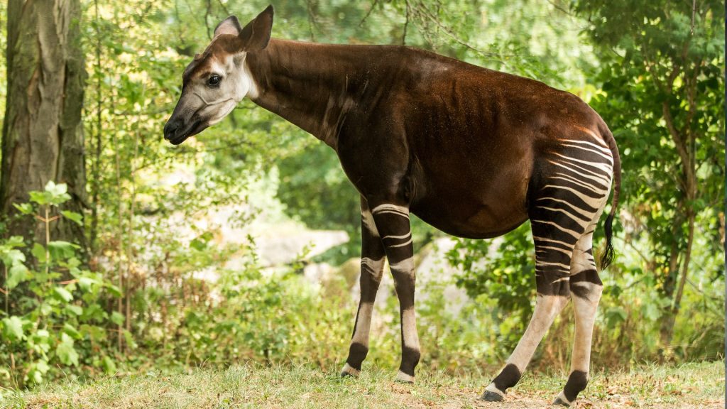 travelandhome wildlife Okapi Okapia johnstoni forest or Congolese giraffe Congo