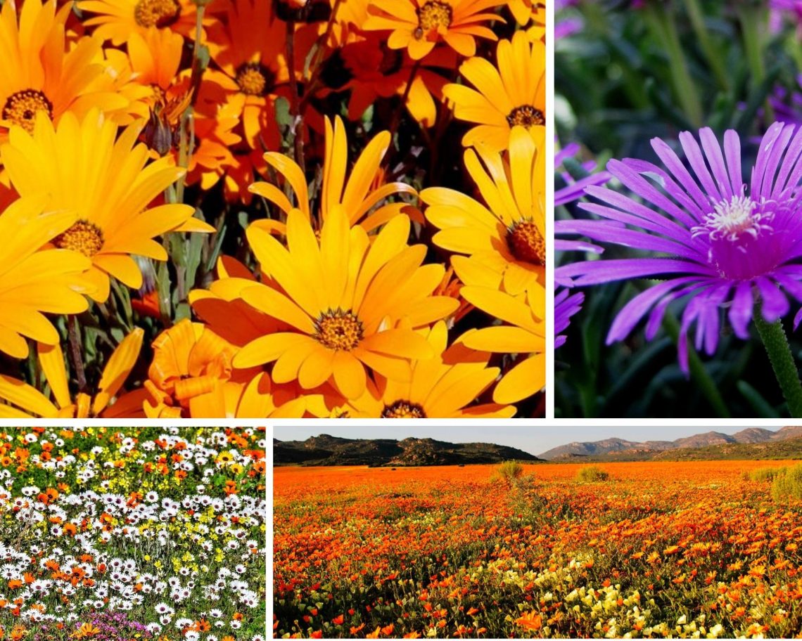 Best Namakwa Flower Trips and Tours Namaqua Region Tours SA