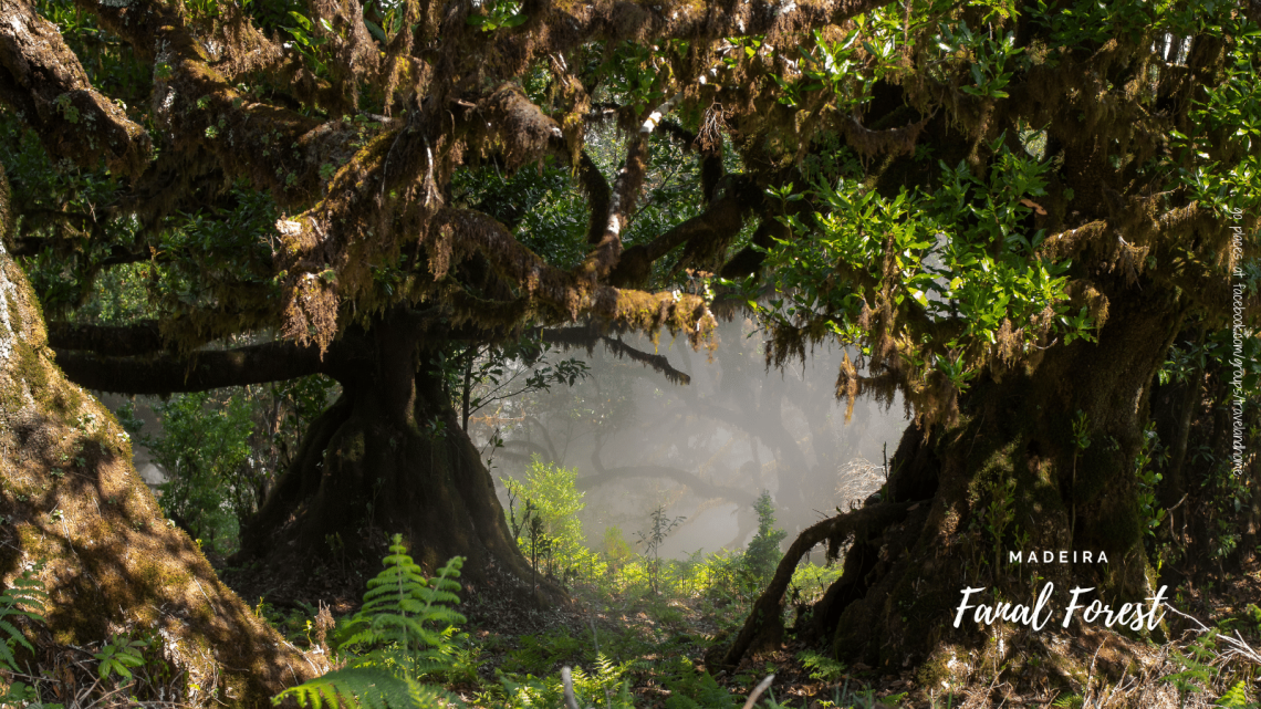 Fanal Forest Madeira, Portugal's Top 5 Most Beautiful Destinations