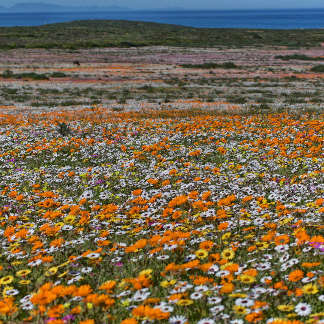 Namaqua Flowers