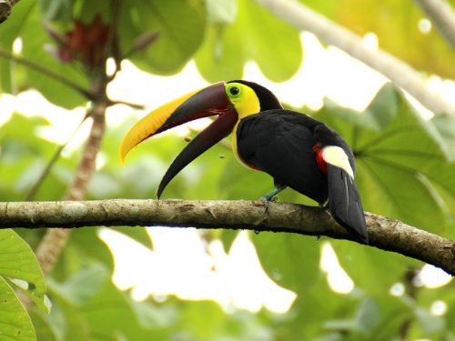 travel and home brown back toucan costa rica
