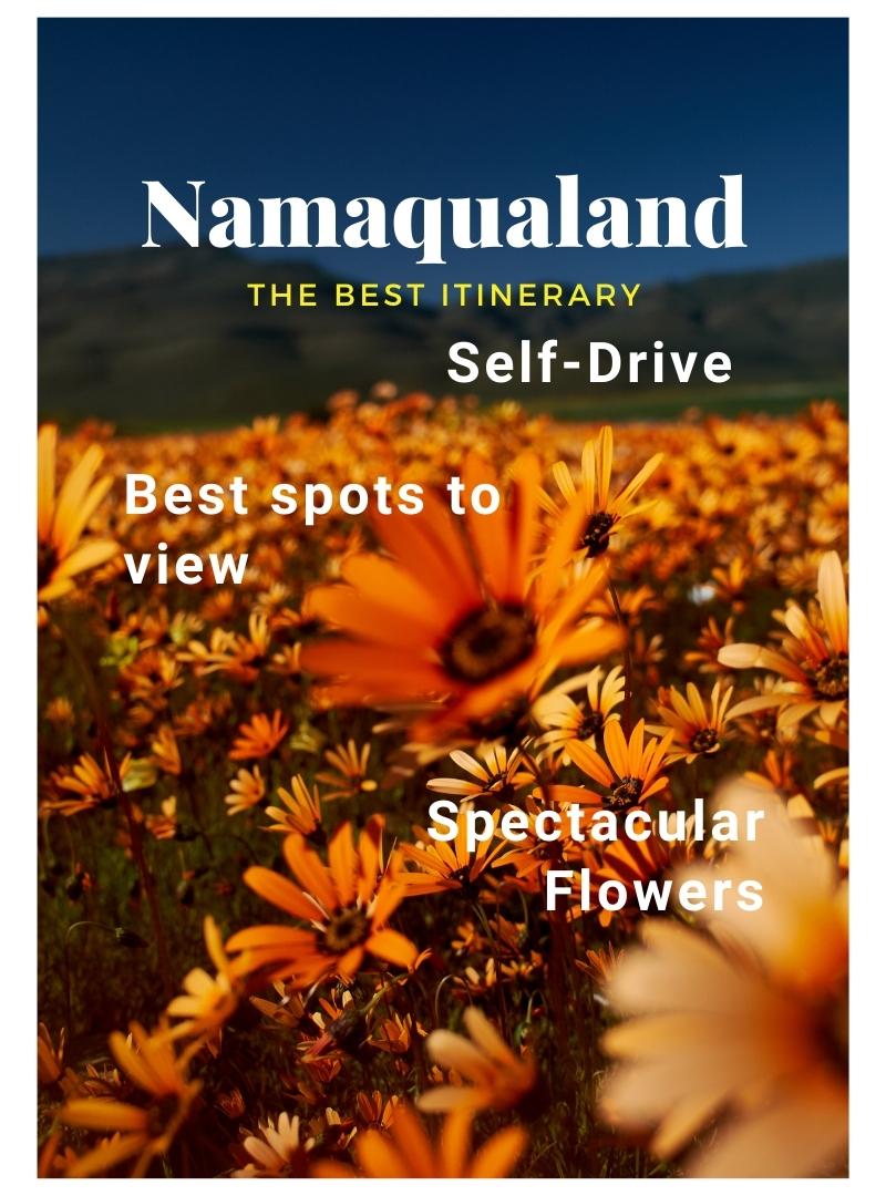 Namaqualand flowers the best self drive itinerary best spots to view the flowers on the West Coast of South Africa