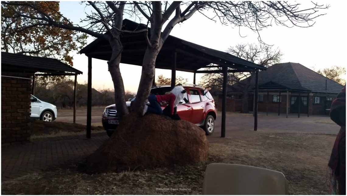 Dikhololo Game Reserve Northwest Province South Africa
