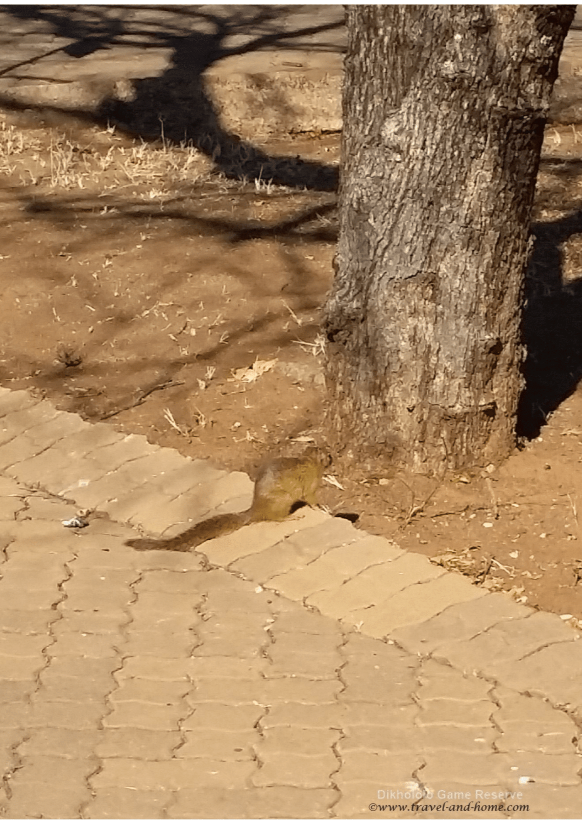 Dikhololo Game Reserve animals