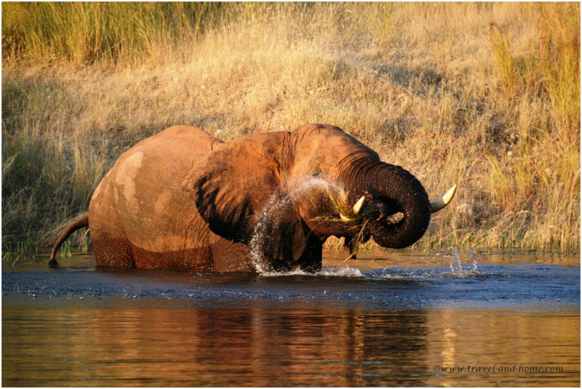 Elephant in Kariba Zimbabwe houseboat cruise dam wildlife water game