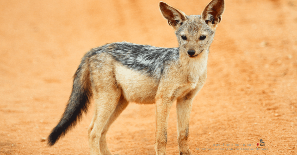 Jackal