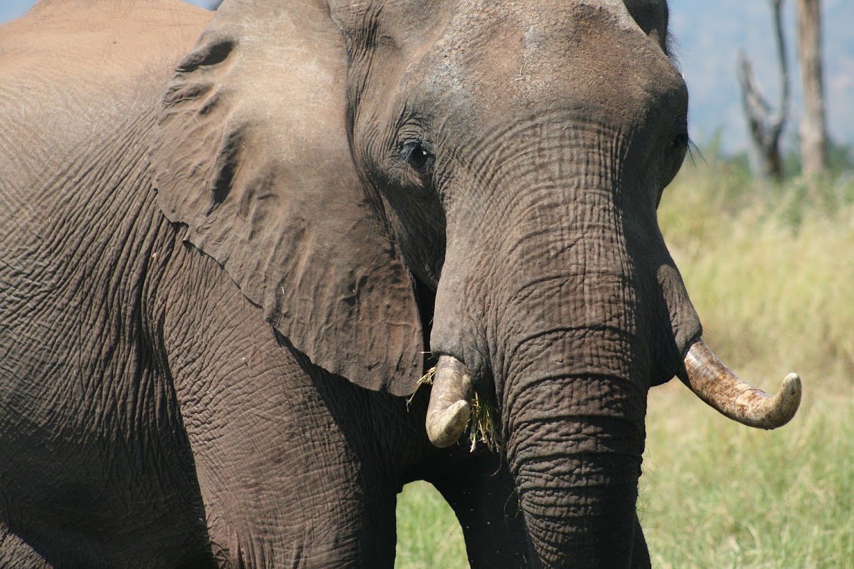 Kariba dam Zimbabwe Elephant safari wild life game game drive