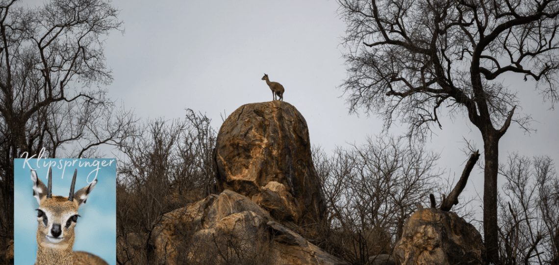 Klipspringer Dikhololo Brits South Africa North West Province Game Drive