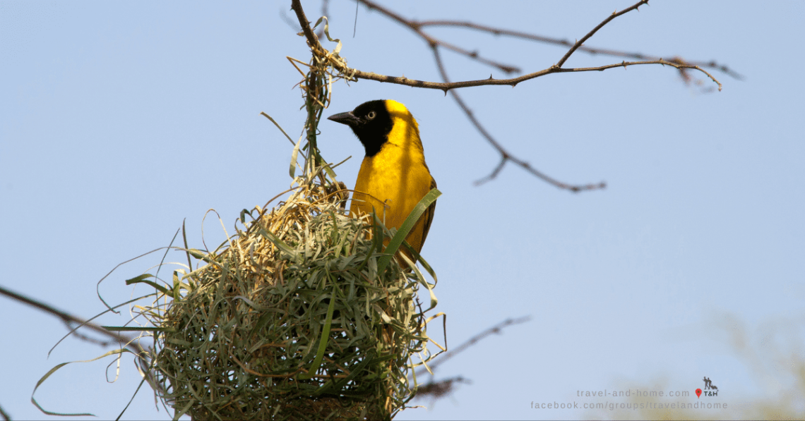 Lesser Masked Weaver North West Province South Africa nest