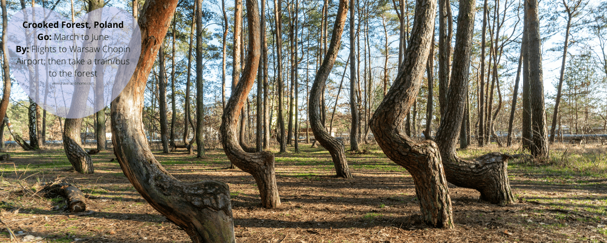 Crooked Forest – Spooky Yet Beautiful oddly shaped pine trees outside Nowe Czarnowo near the town of Gryfino West Pomerania Poland.