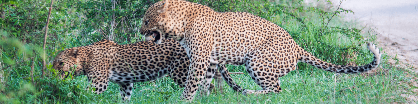 Kruger National Park leopards safari bush game reserve south africa tour